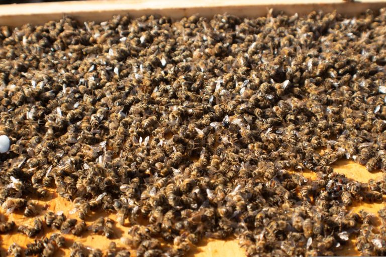 The Death of A Hive