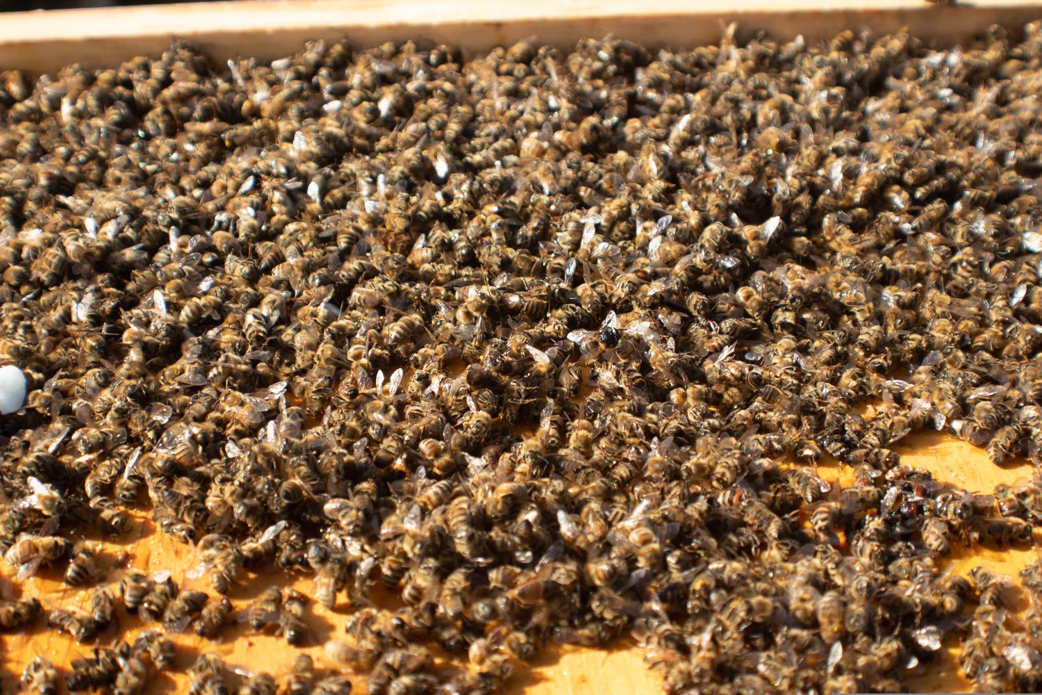 The Death of A Hive