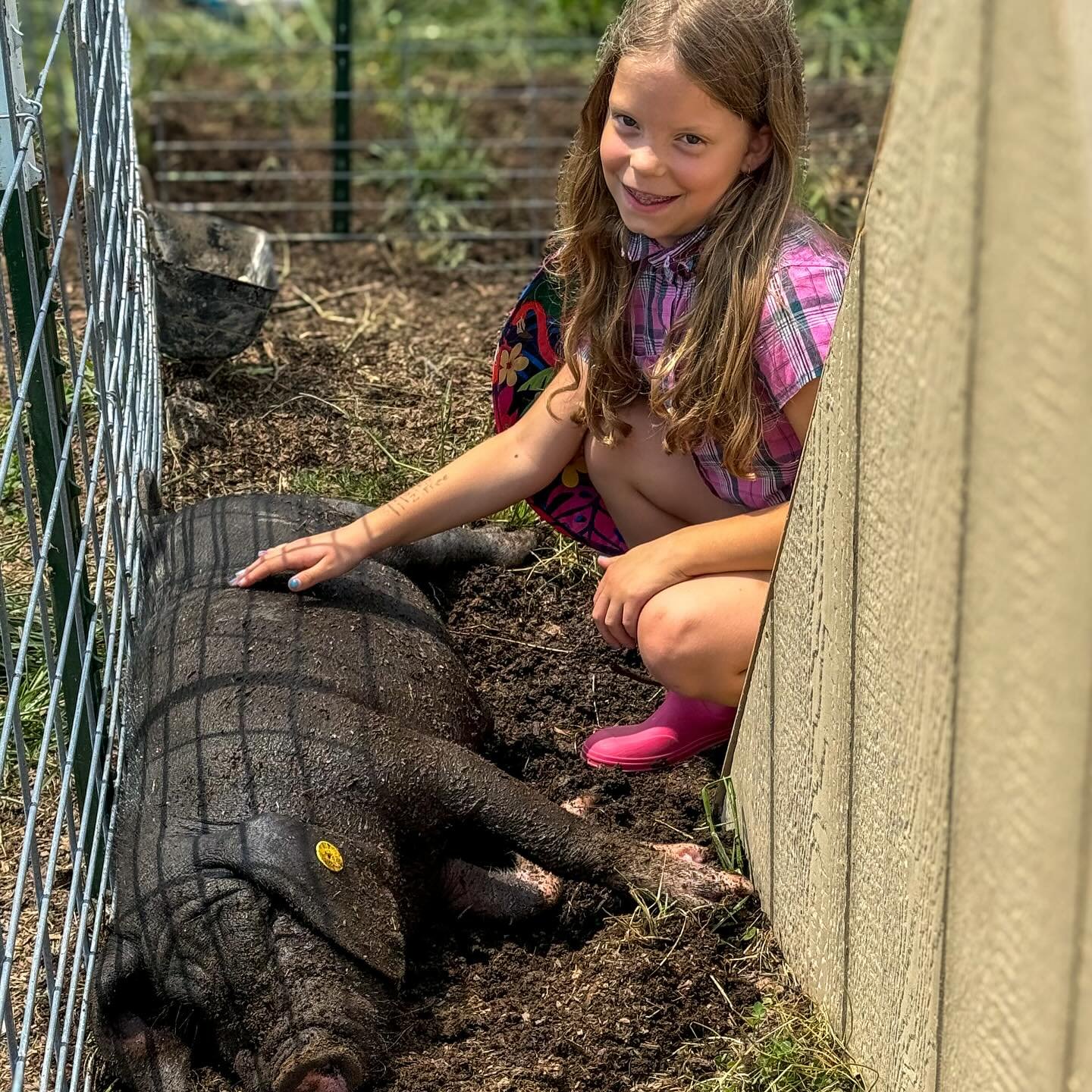 Meet the Meishan Pig
