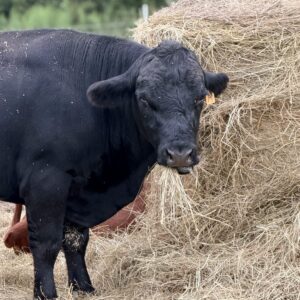 Grass-Fed, Grass-Finished Irish Dexter Beef