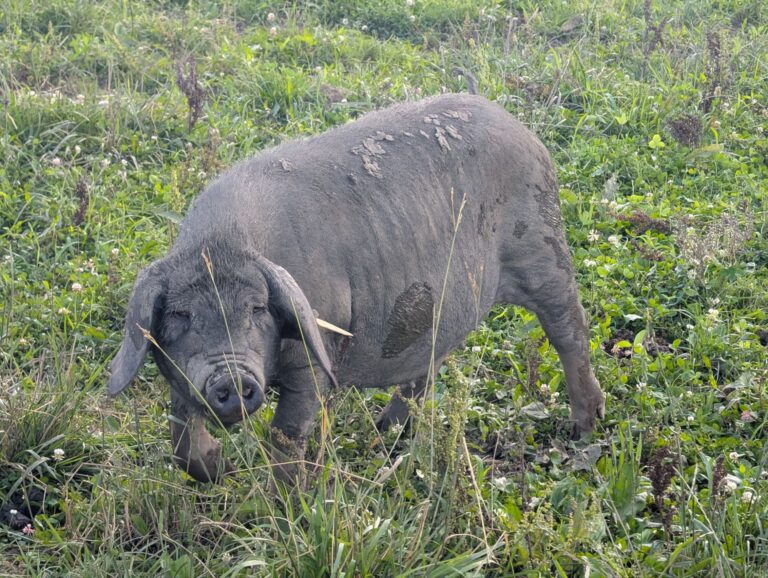 Meishan sow and piglets at Firefly Homestead